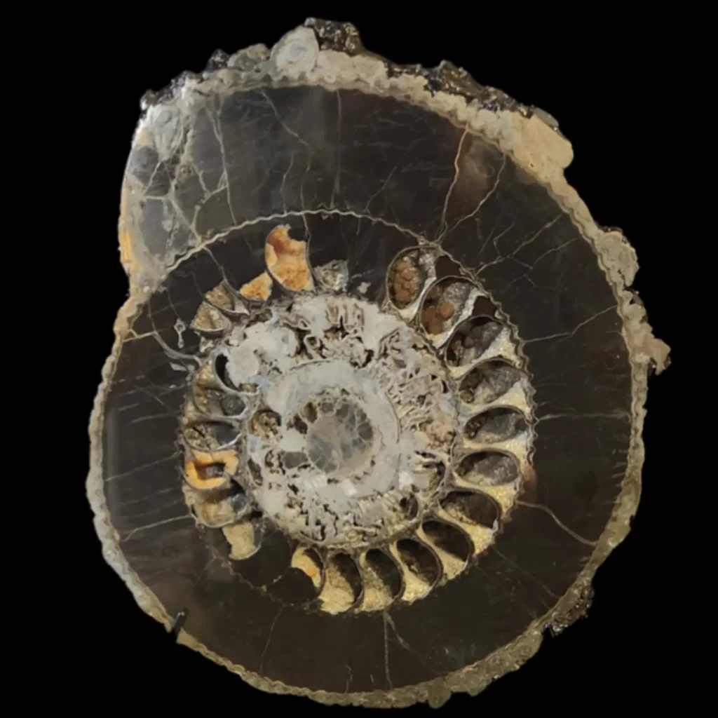 Ammonite Speetoniceras versicolor – A Multicolored Masterpiece of the Early Jurassic Sea