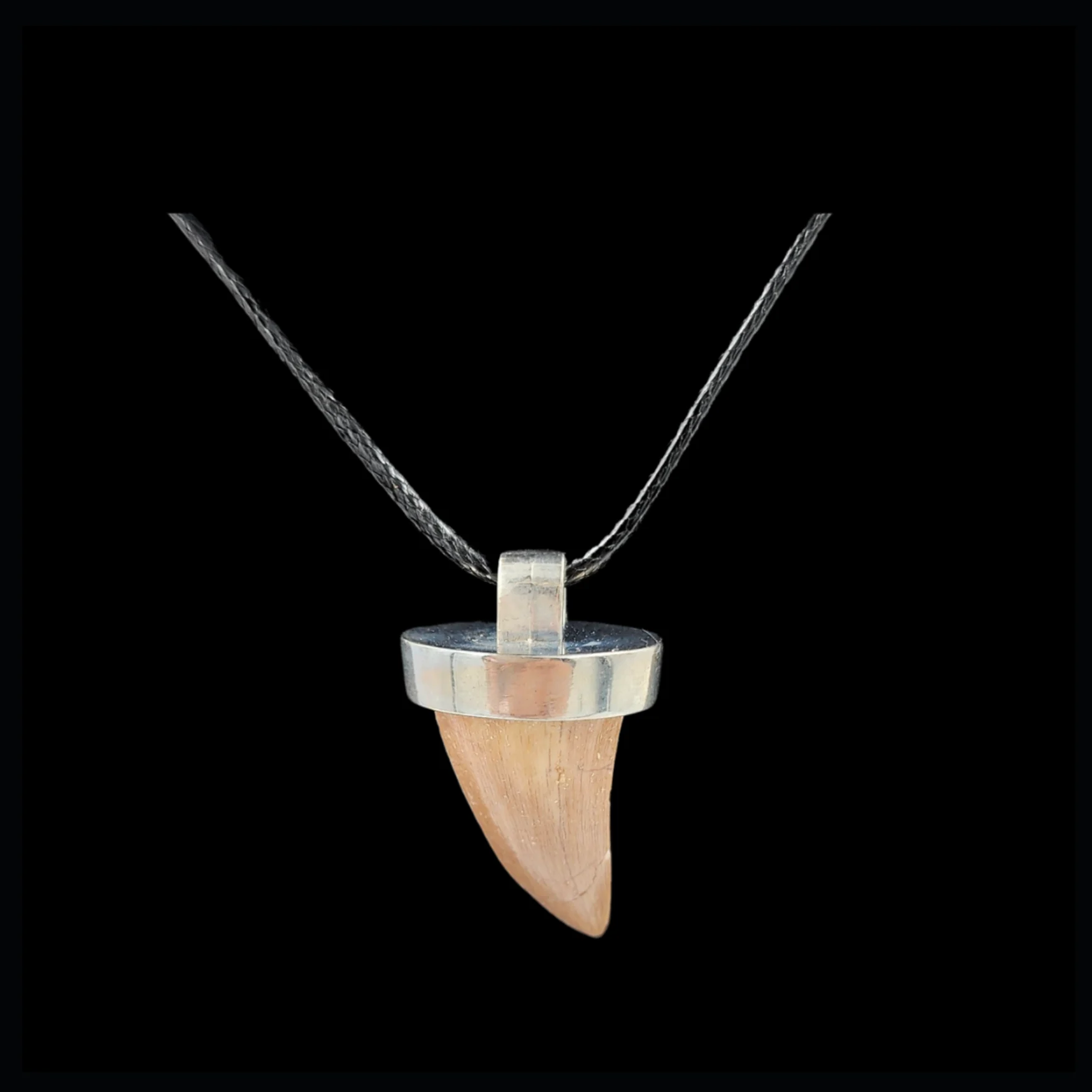 Mosasaur Tooth – 6.2 gr, Height 2.1 cm x 1.6 cm - preview photo 2123