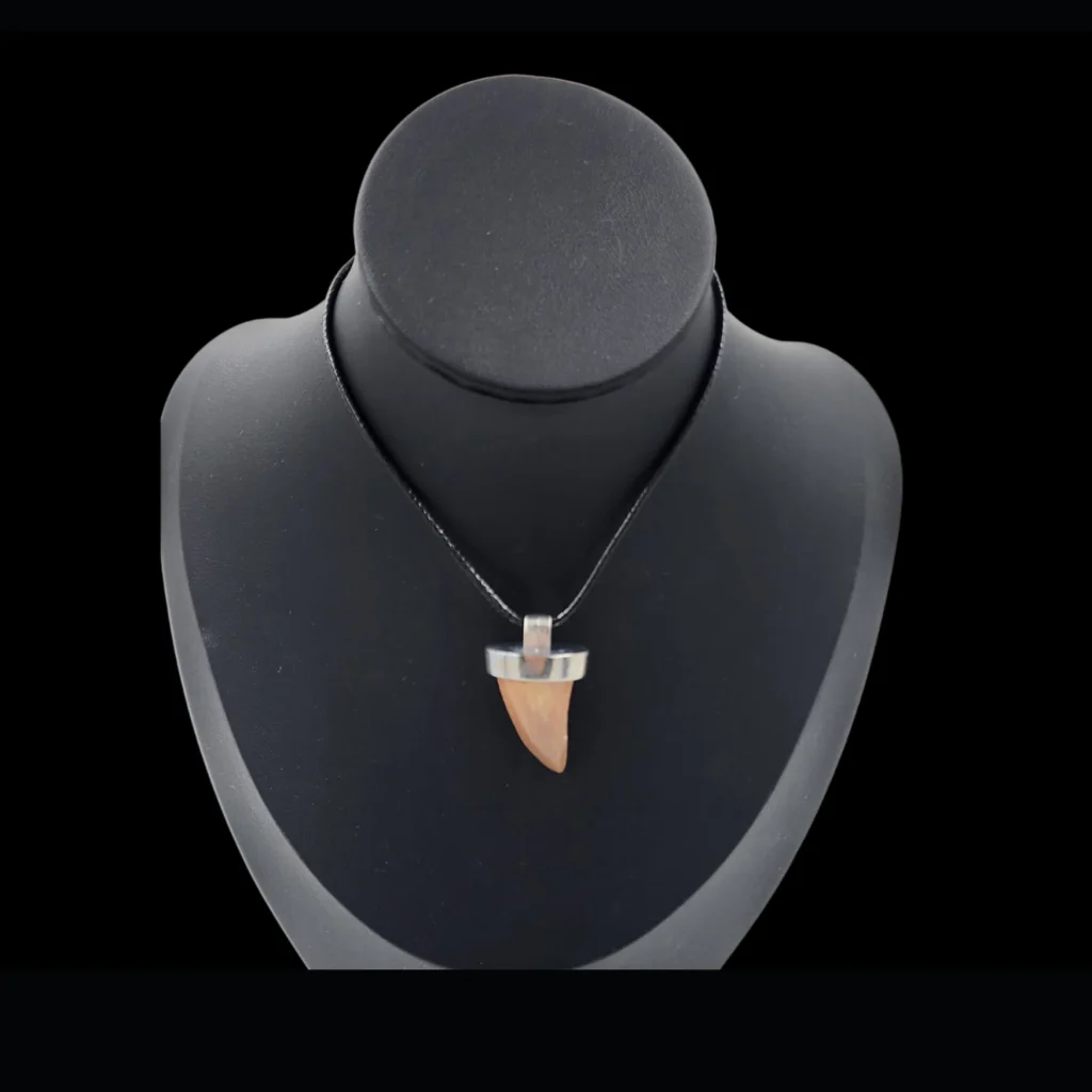 Mosasaur Tooth – 6.2 gr, Height 2.1 cm x 1.6 cm