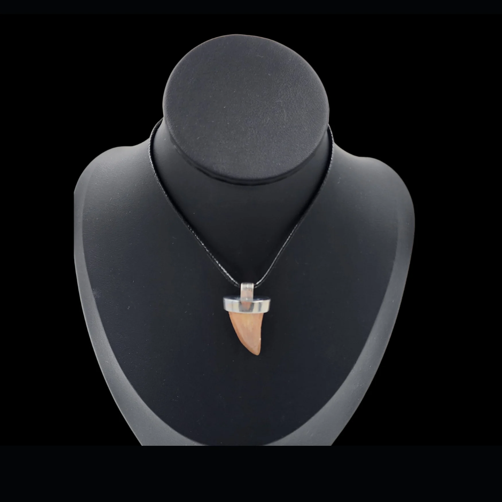 Mosasaur Tooth – 6.2 gr, Height 2.1 cm x 1.6 cm - preview photo 1123