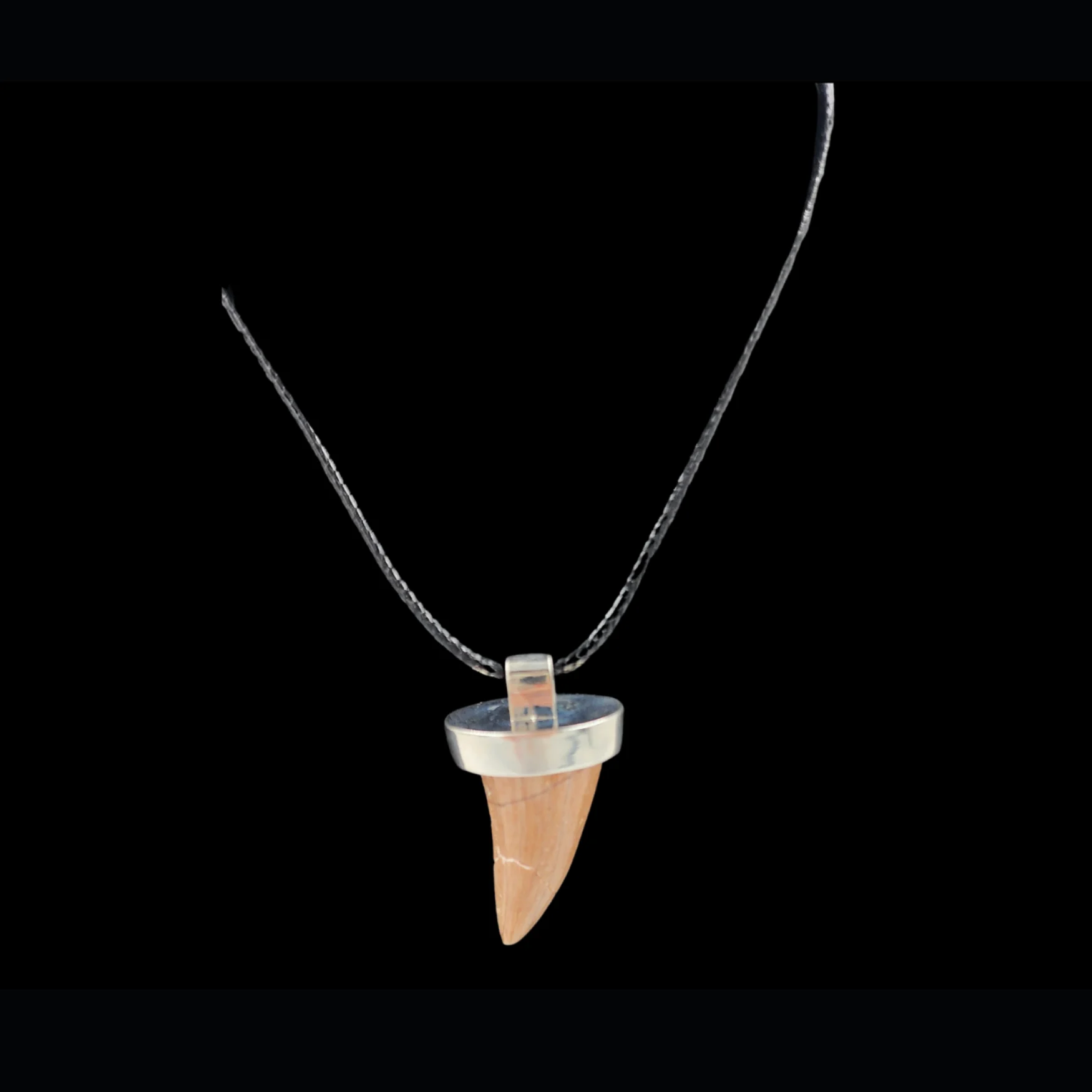 Mosasaur Tooth – 9.2 gr, Height 2.7 cm x 1.8 cm - preview photo 2123