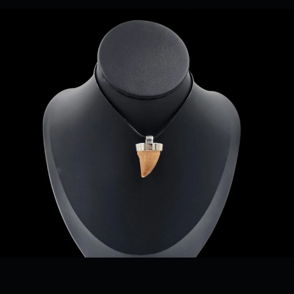 Mosasaur Tooth – 9.2 gr, Height 2.7 cm x 1.8 cm