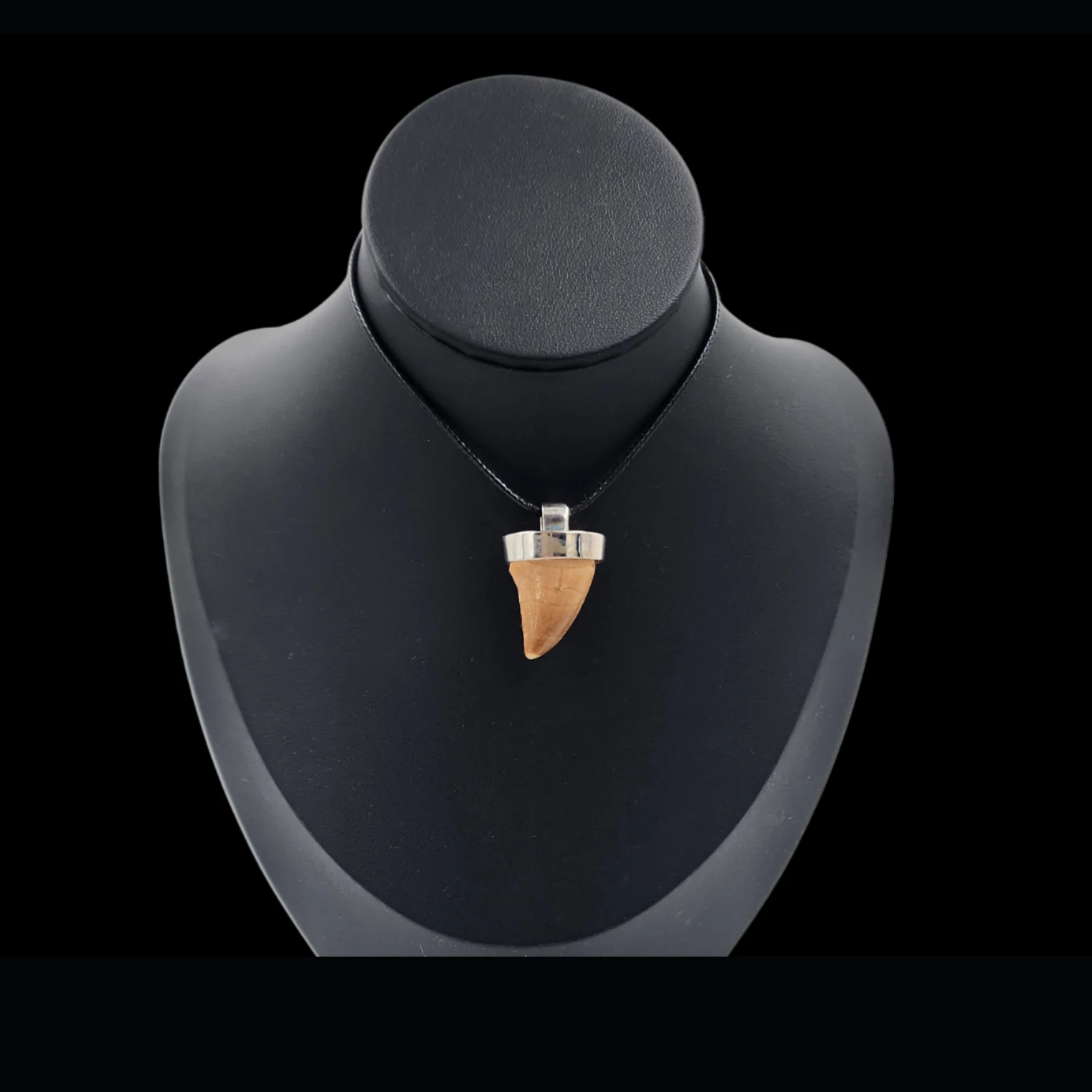 Mosasaur Tooth – 9.2 gr, Height 2.7 cm x 1.8 cm