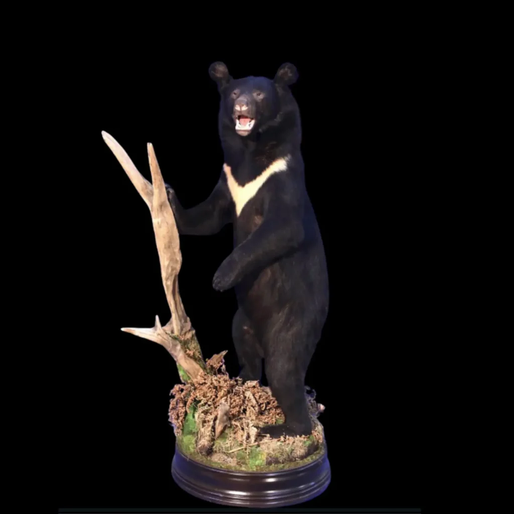 Asiatic Black Bear – Full Body Standing Mount