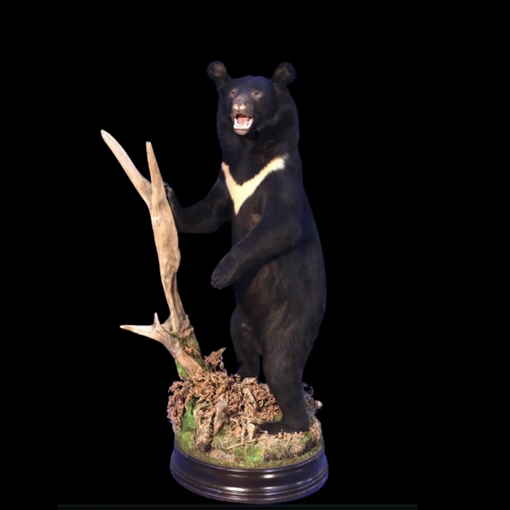 Asiatic Black Bear – Full Body Standing Mount - preview photo 1123