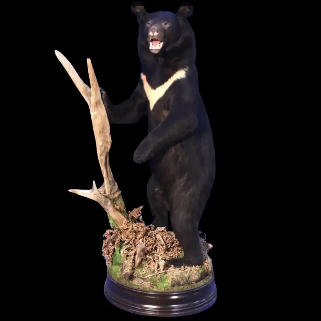 Asiatic Black Bear – Full Body Standing Mount