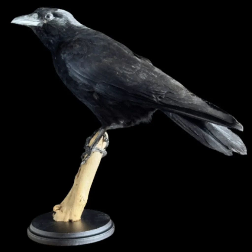 Mounted Crow