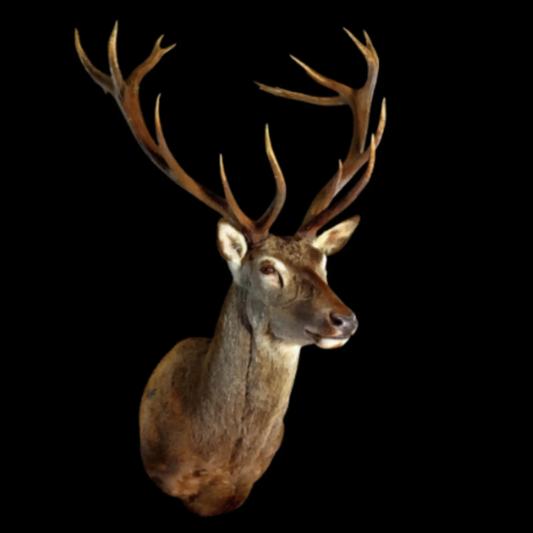 Red Deer Stag Shoulder Mount – A Symbol of Majesty and Wilderness - preview photo 1123