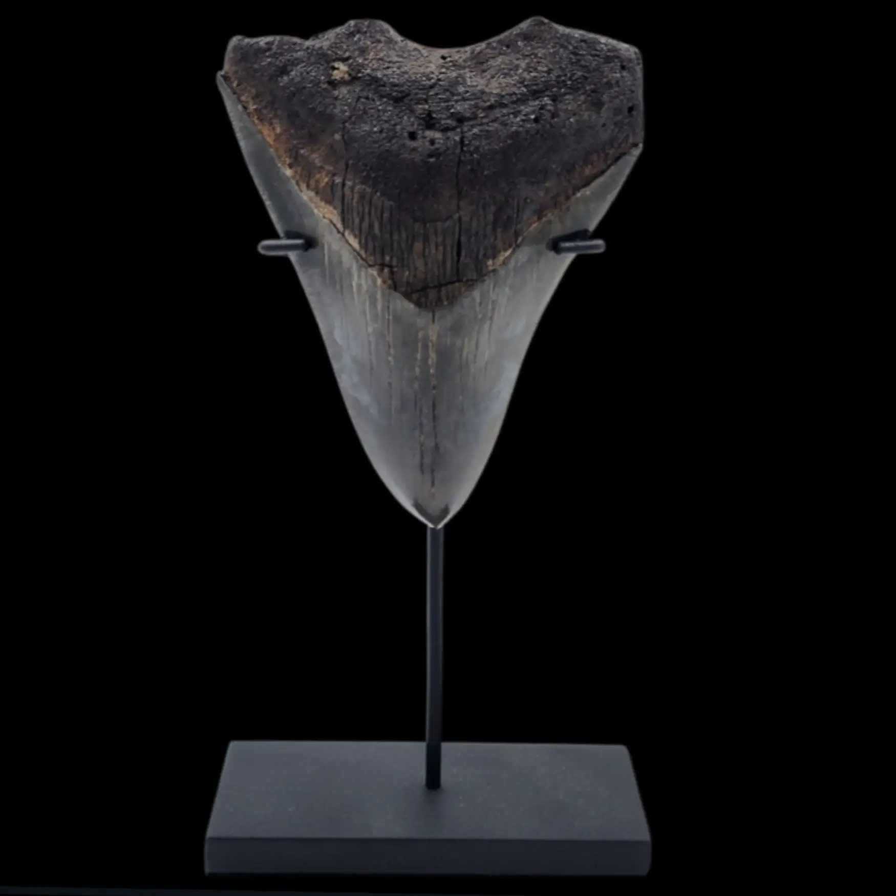 Megalodon Tooth, 67gr, h 10.2cm, circa 13 mln years old - preview photo 1123