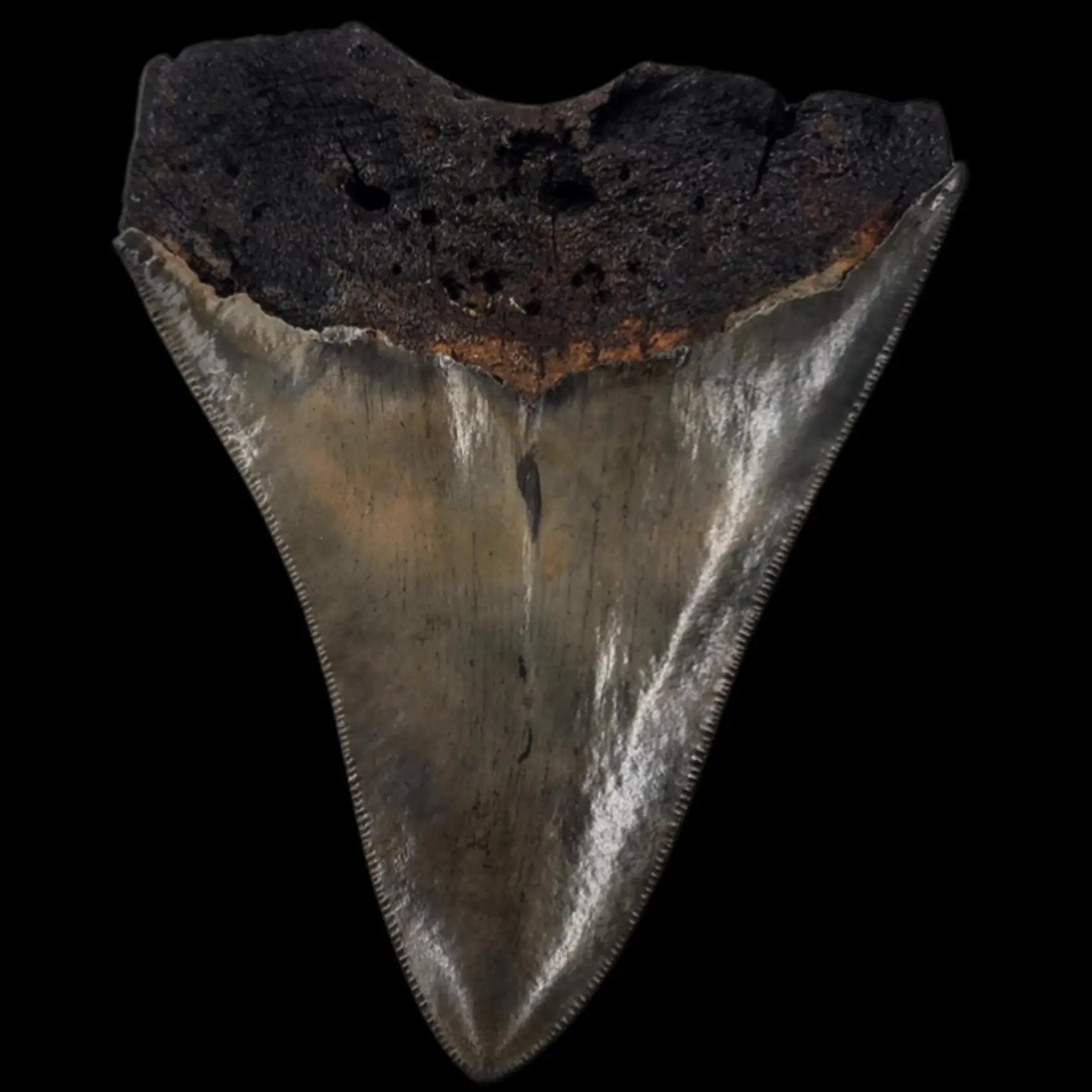 Megalodon Tooth, 67gr, h 10.2cm, circa 13 mln years old - preview photo 3123