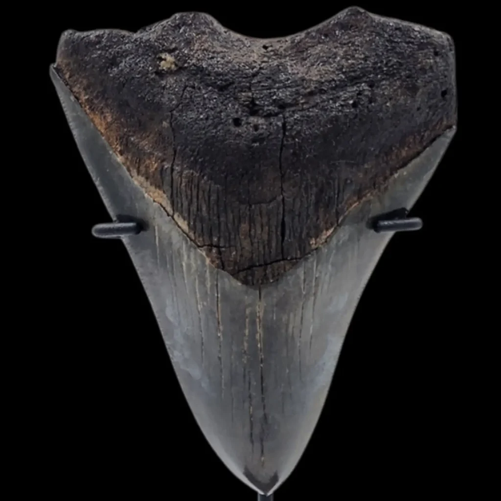 Megalodon Tooth, 67gr, h 10.2cm, circa 13 mln years old