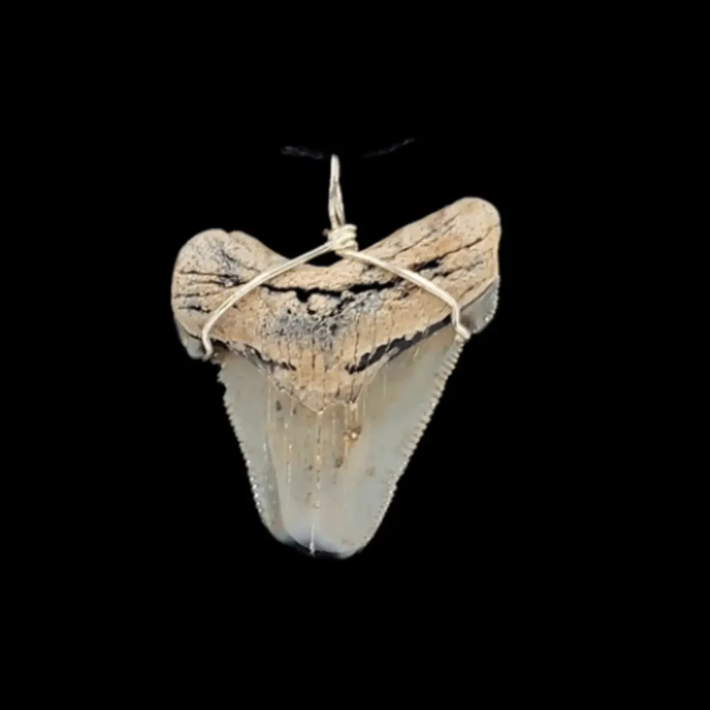 Megalodon Tooth, Pendant, 9gr