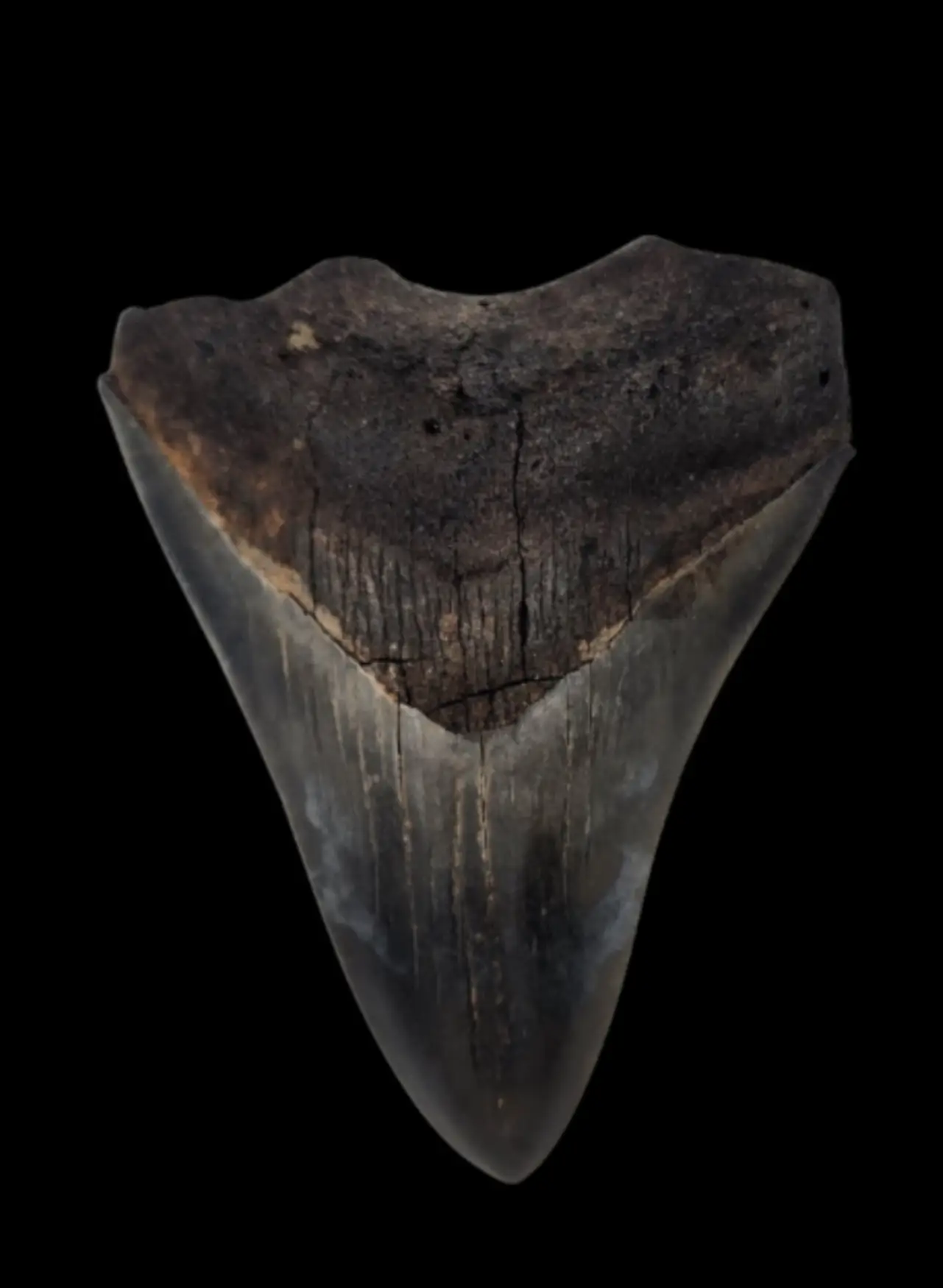 Megalodon Tooth, 67gr, h 10.2cm, circa 13 mln years old
