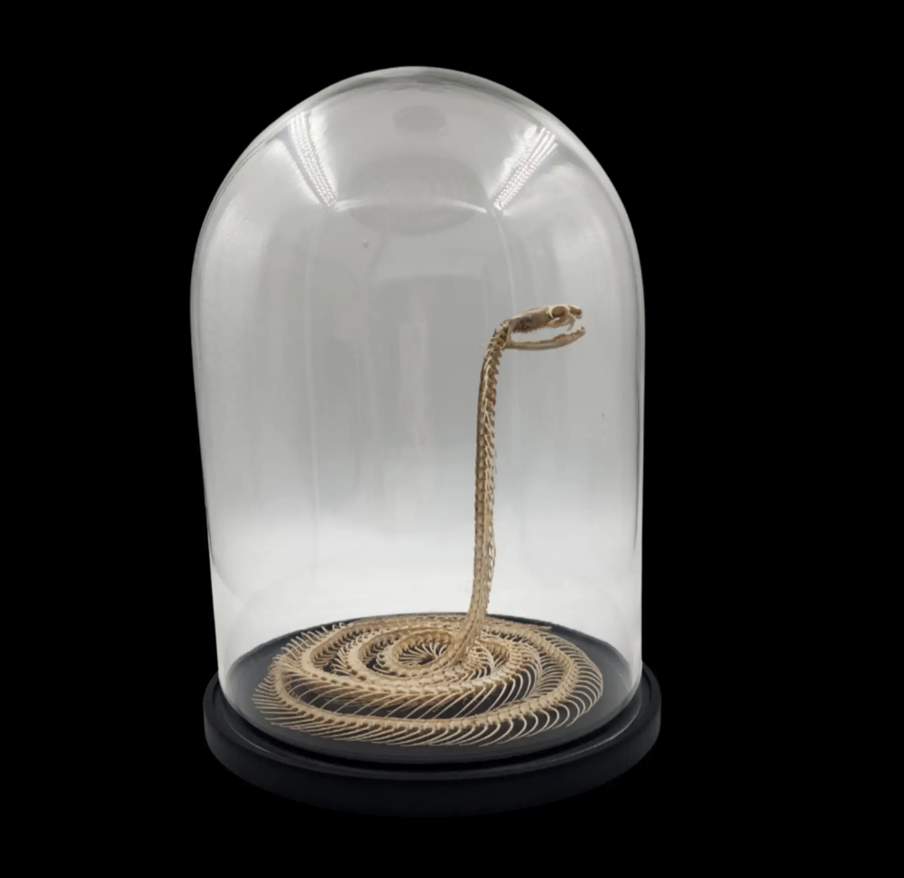 Preserved Snake Skeleton in Glass Cloche – A Delicate Study of Natural Form