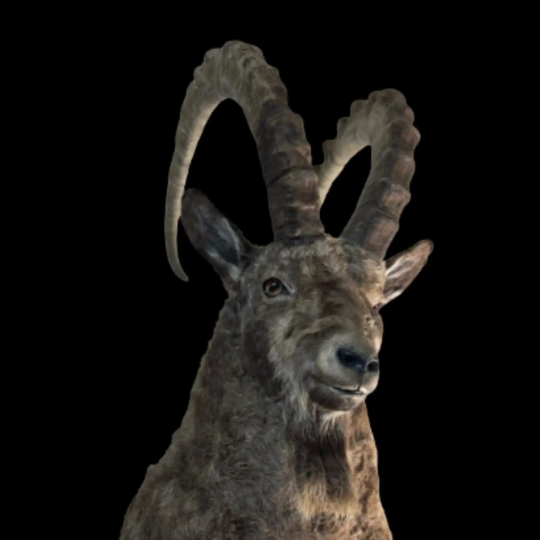 Capra Siberica - preview photo 1123