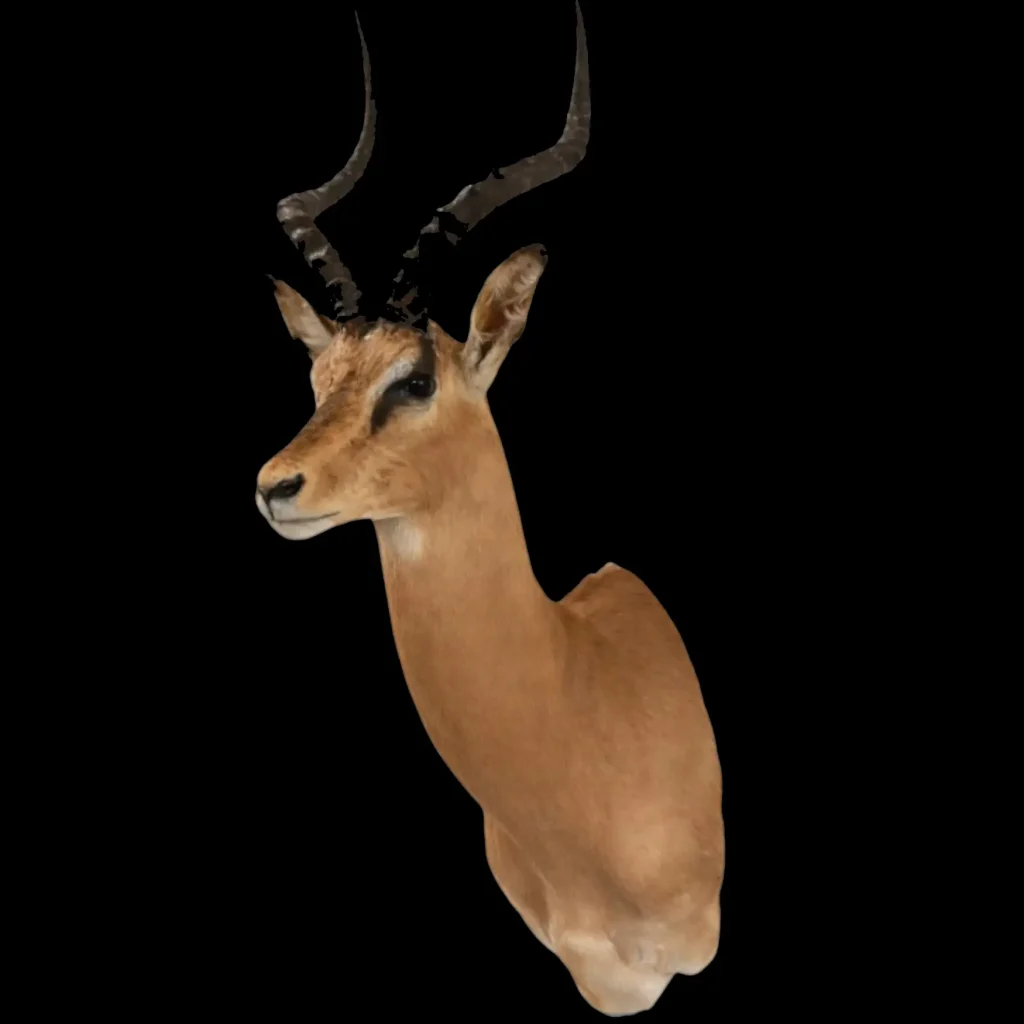 Impala (Aepyceros melampus)