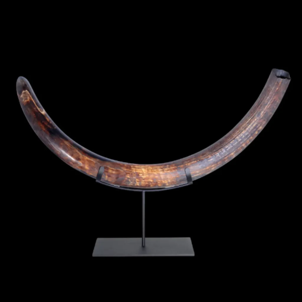 Mammonth Tusk (Mammuthus primigenius) 5.6 kg