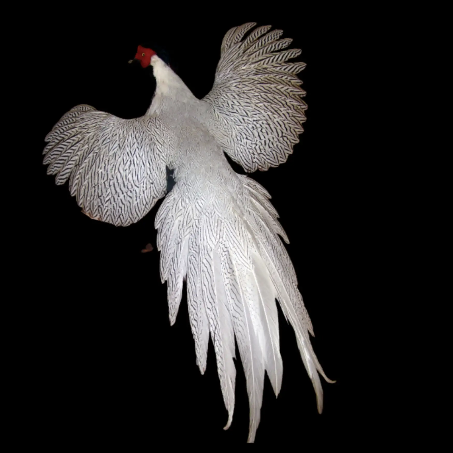 Phasianus colchicus (Phasianus colchicus) - preview photo 1123