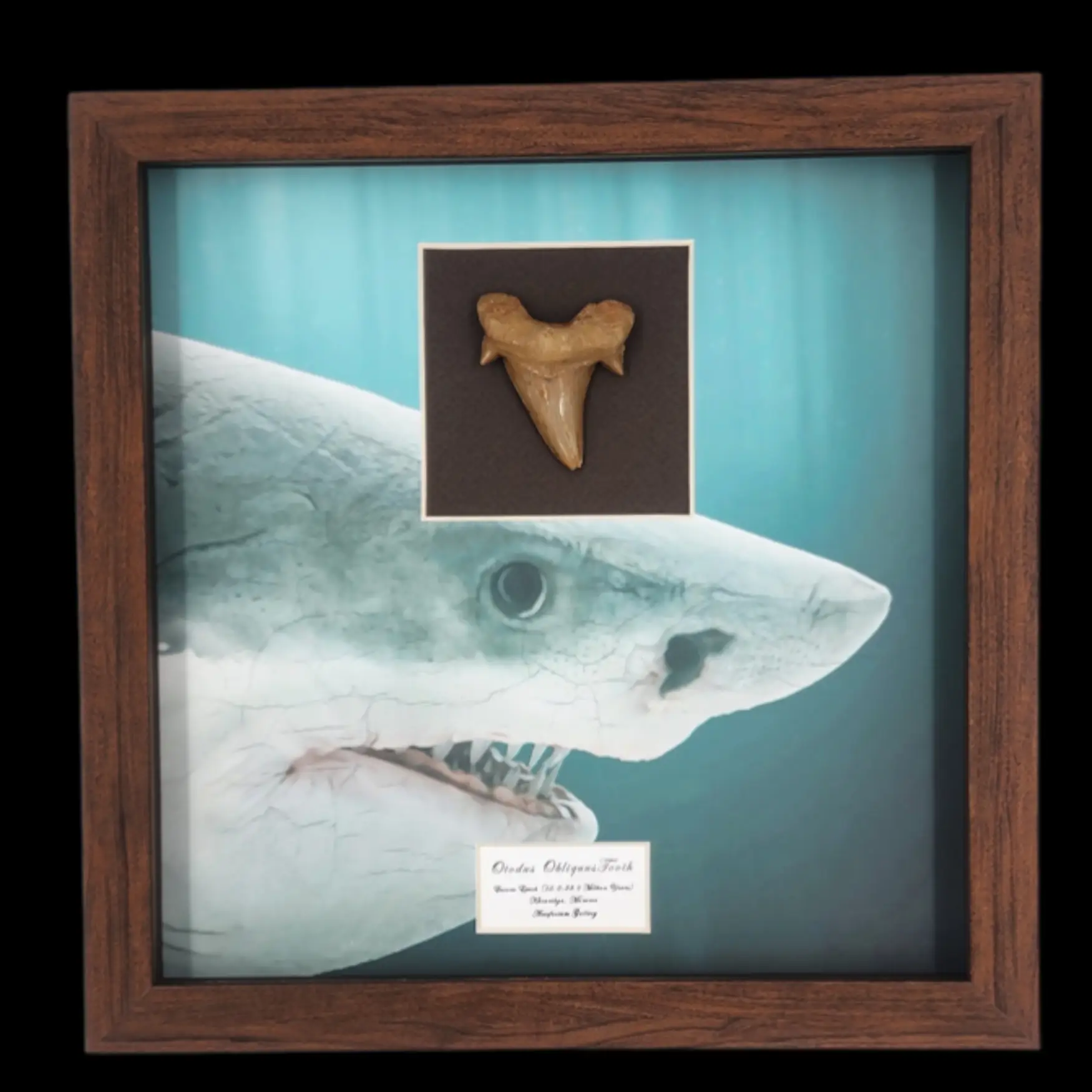 Prehistoric Power: Authentic Otodus obliquus Tooth, 5.2 cm - preview photo 1123