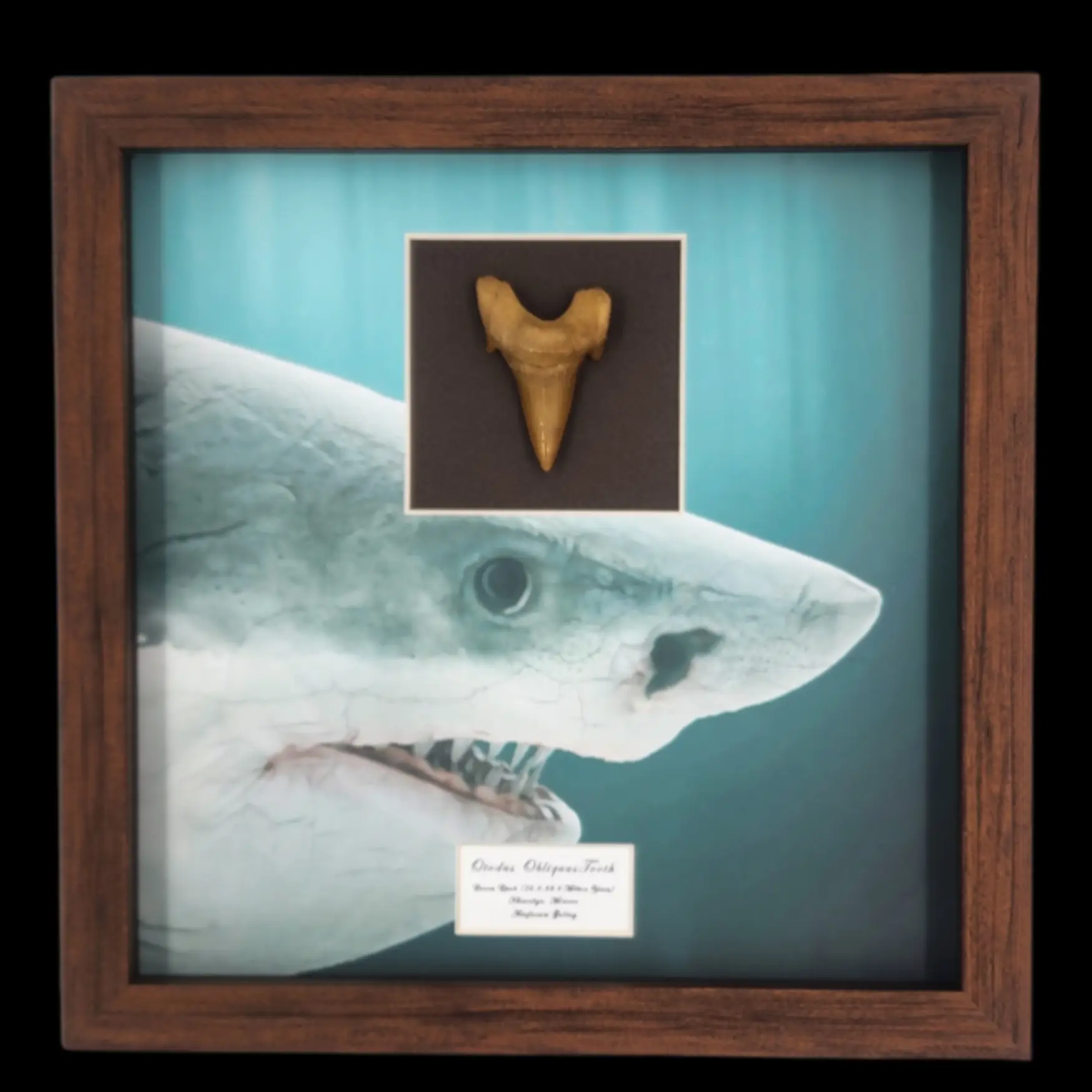 Prehistoric Power: Authentic Otodus obliquus Tooth, 6cm - preview photo 1123