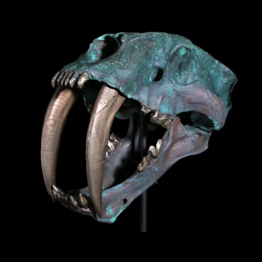 Replica of the skull of the saber-toothed cat (Smilodon fatalis)