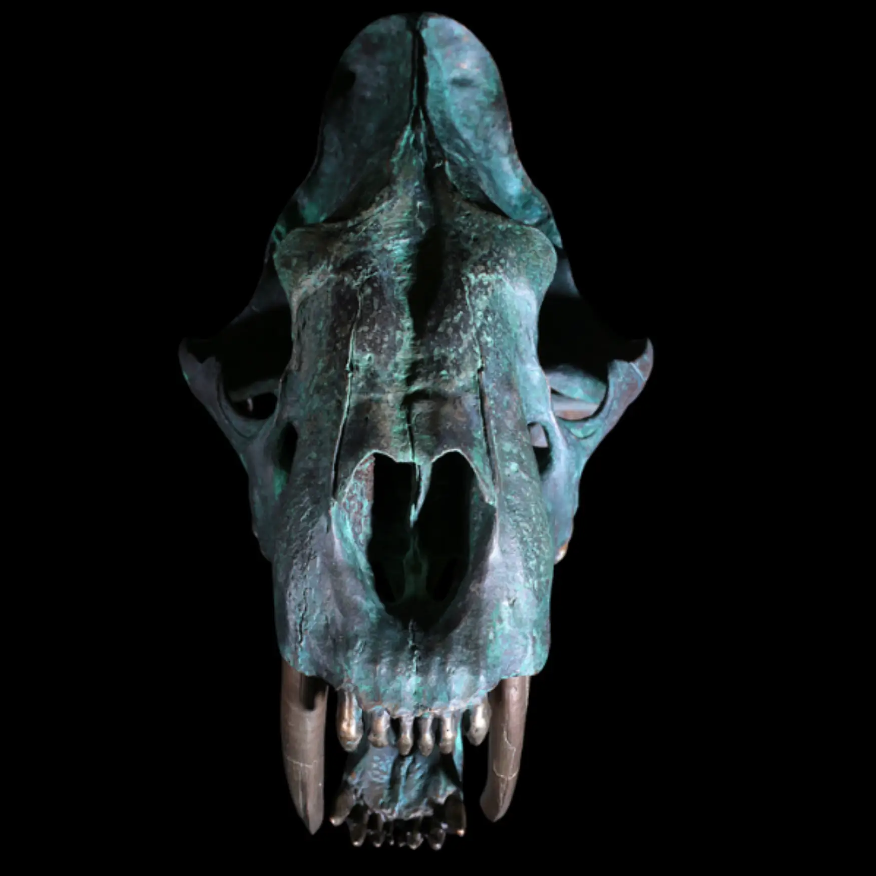 Replica of the skull of the saber-toothed cat (Smilodon fatalis) - preview photo 5123