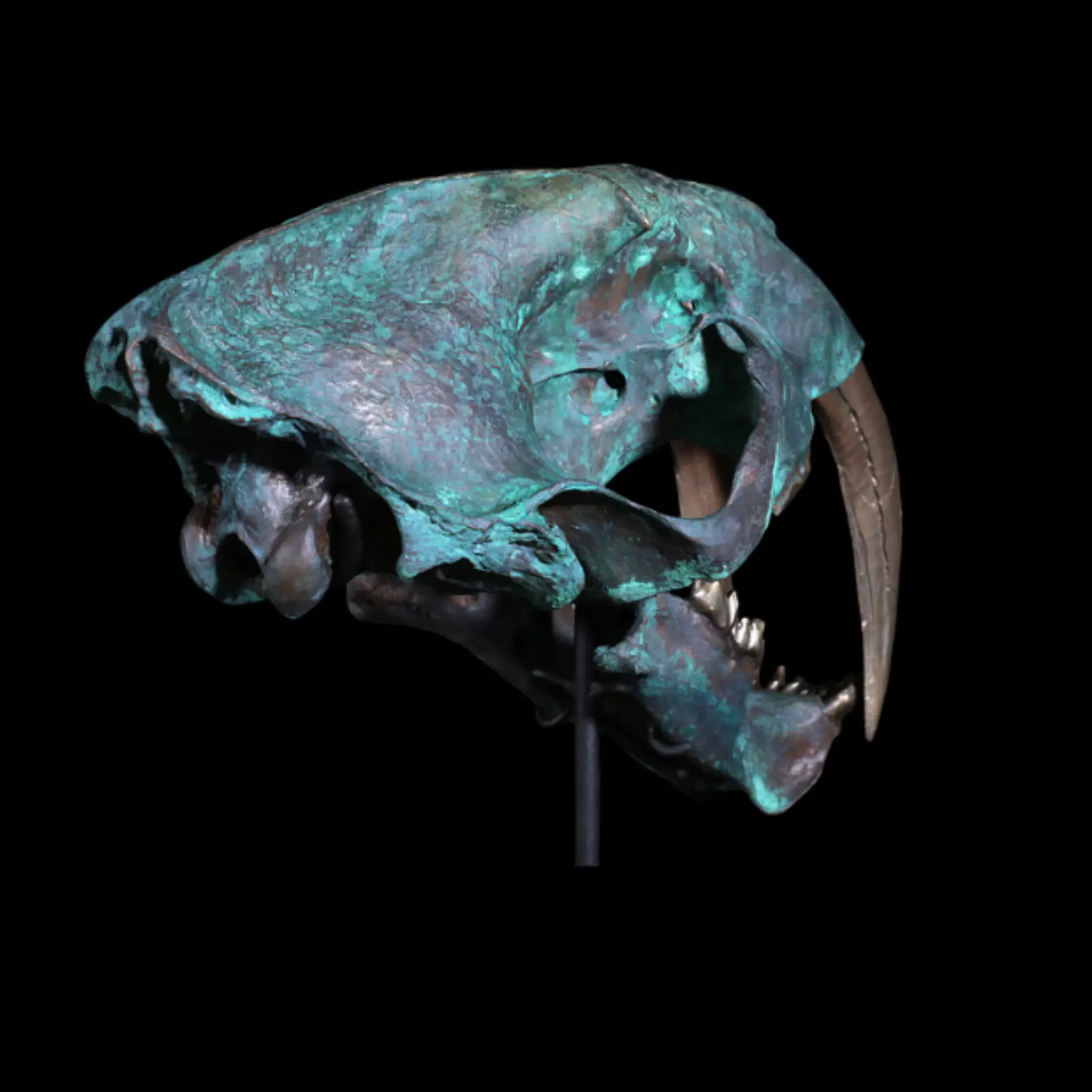 Replica of the skull of the saber-toothed cat (Smilodon fatalis) - preview photo 3123