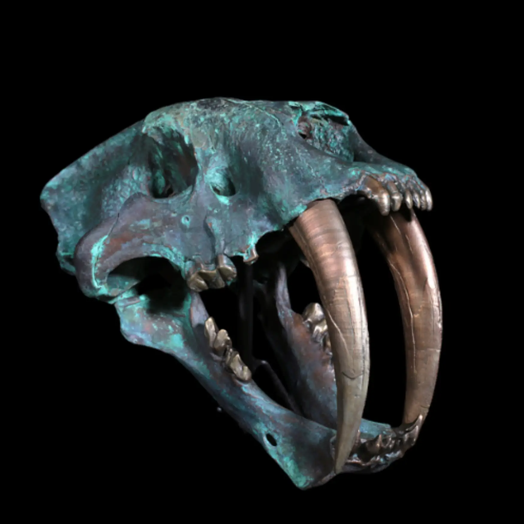 Replica of the skull of the saber-toothed cat (Smilodon fatalis) - preview photo 2123