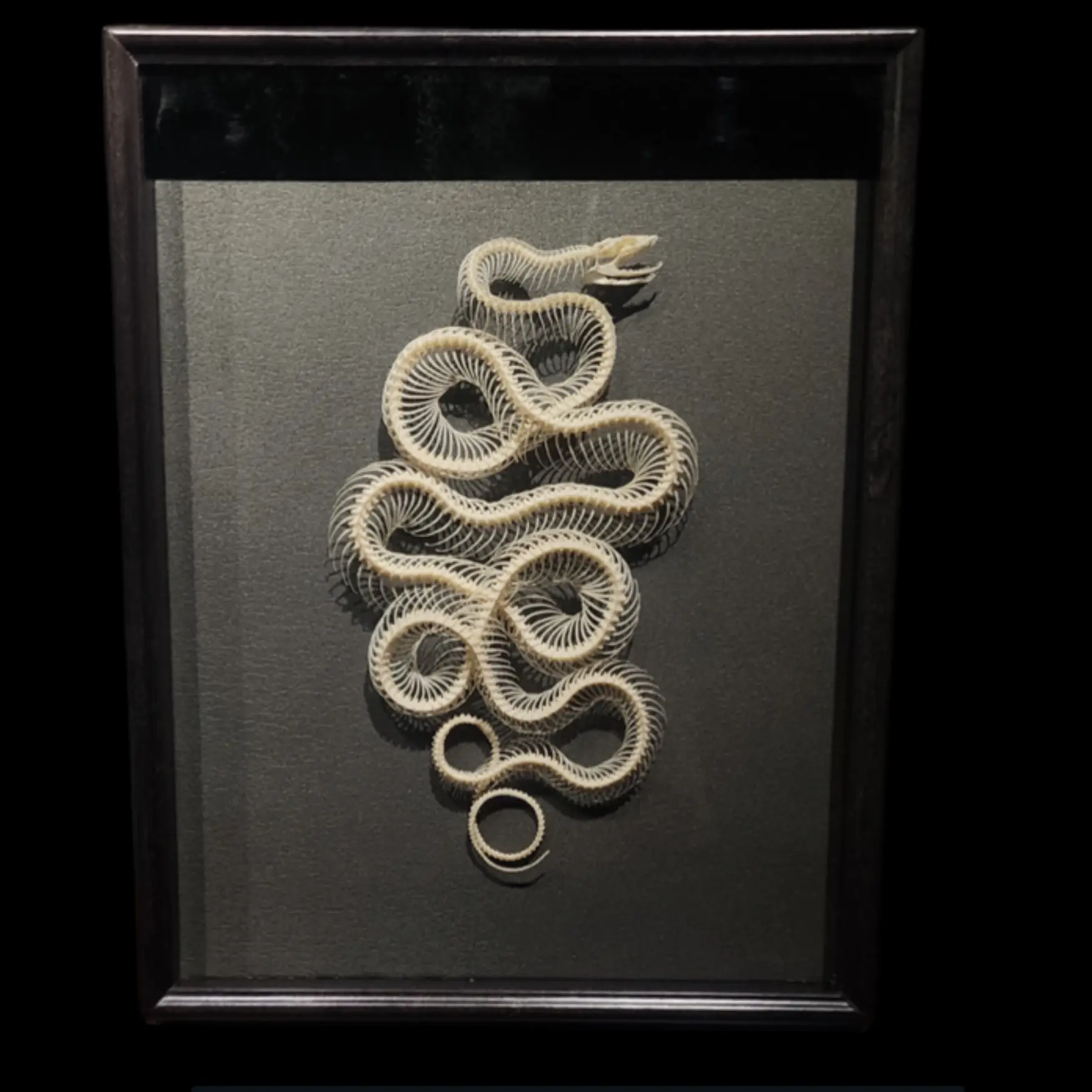 Smooth Snake Skeleton (Coronella austriaca) - preview photo 1123