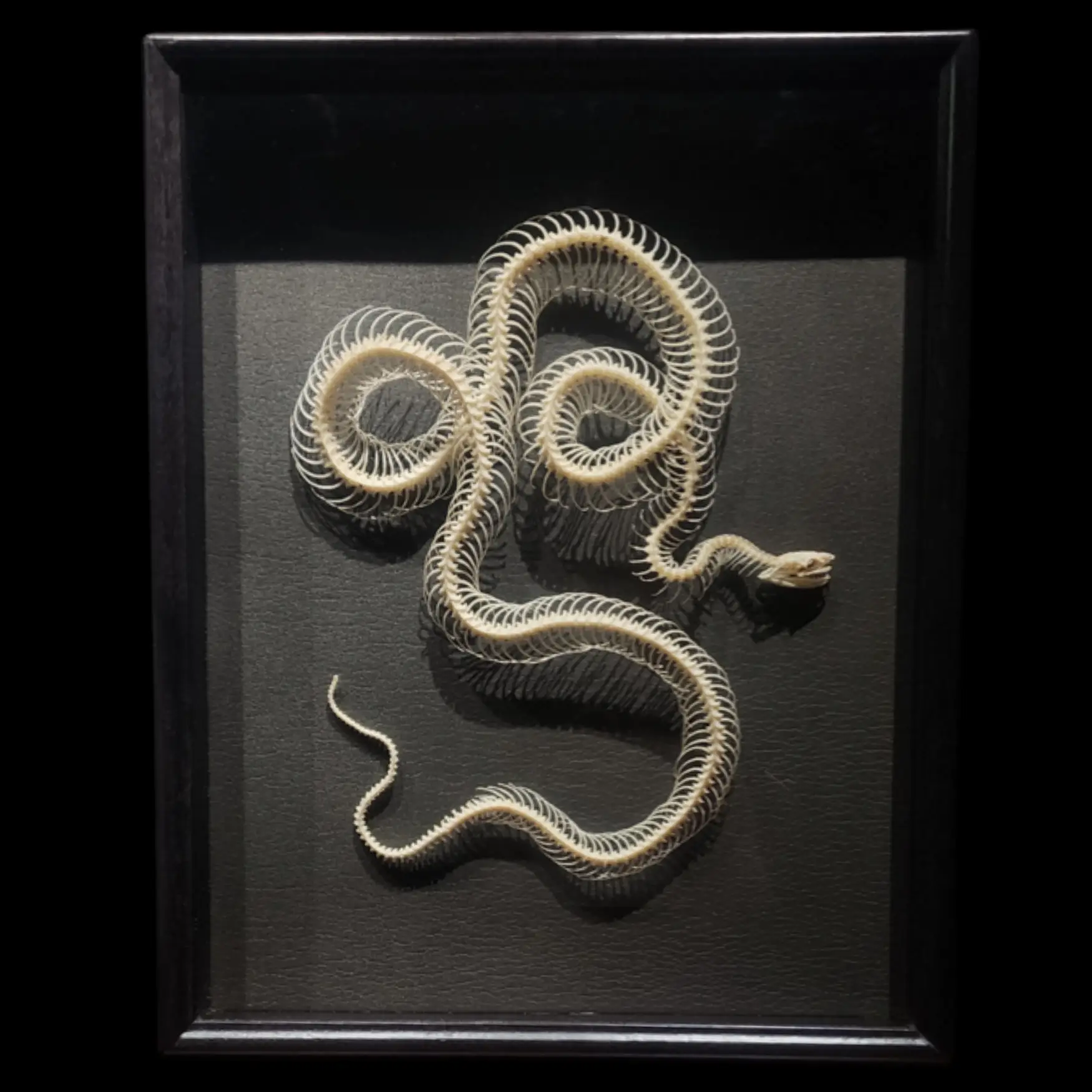 Smooth Snake Skeleton (Coronella austriaca) - preview photo 1123