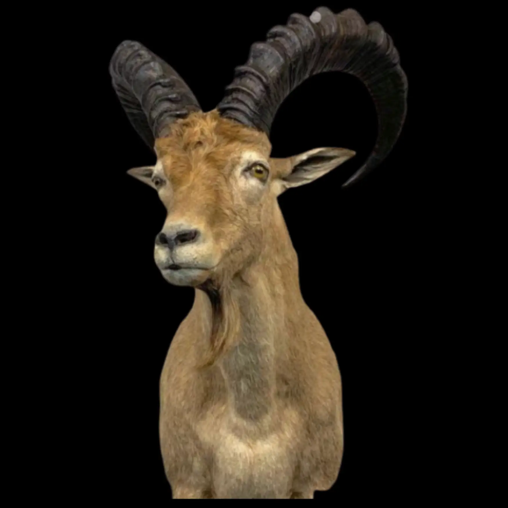 Tur (Caucasian Wild Goat) - preview photo 1123