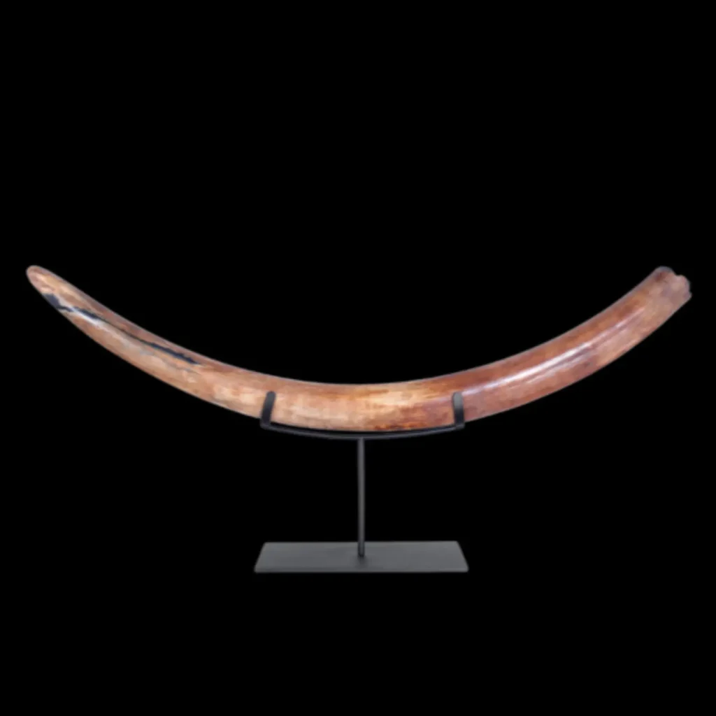 Mammoth tusk (Mammuthus primigenius), 6.5 kg