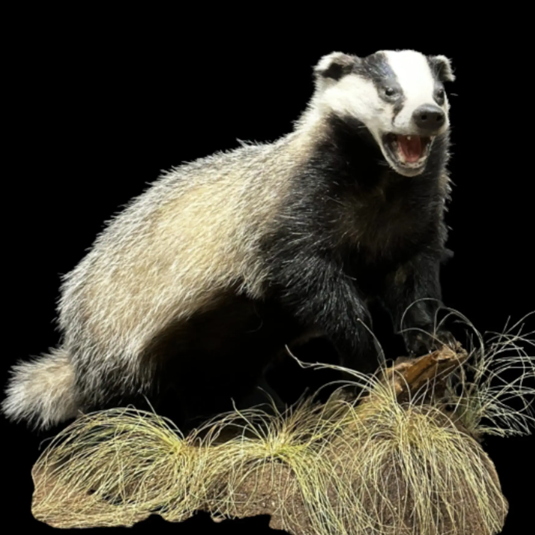 Mounted Badger - preview photo 1123
