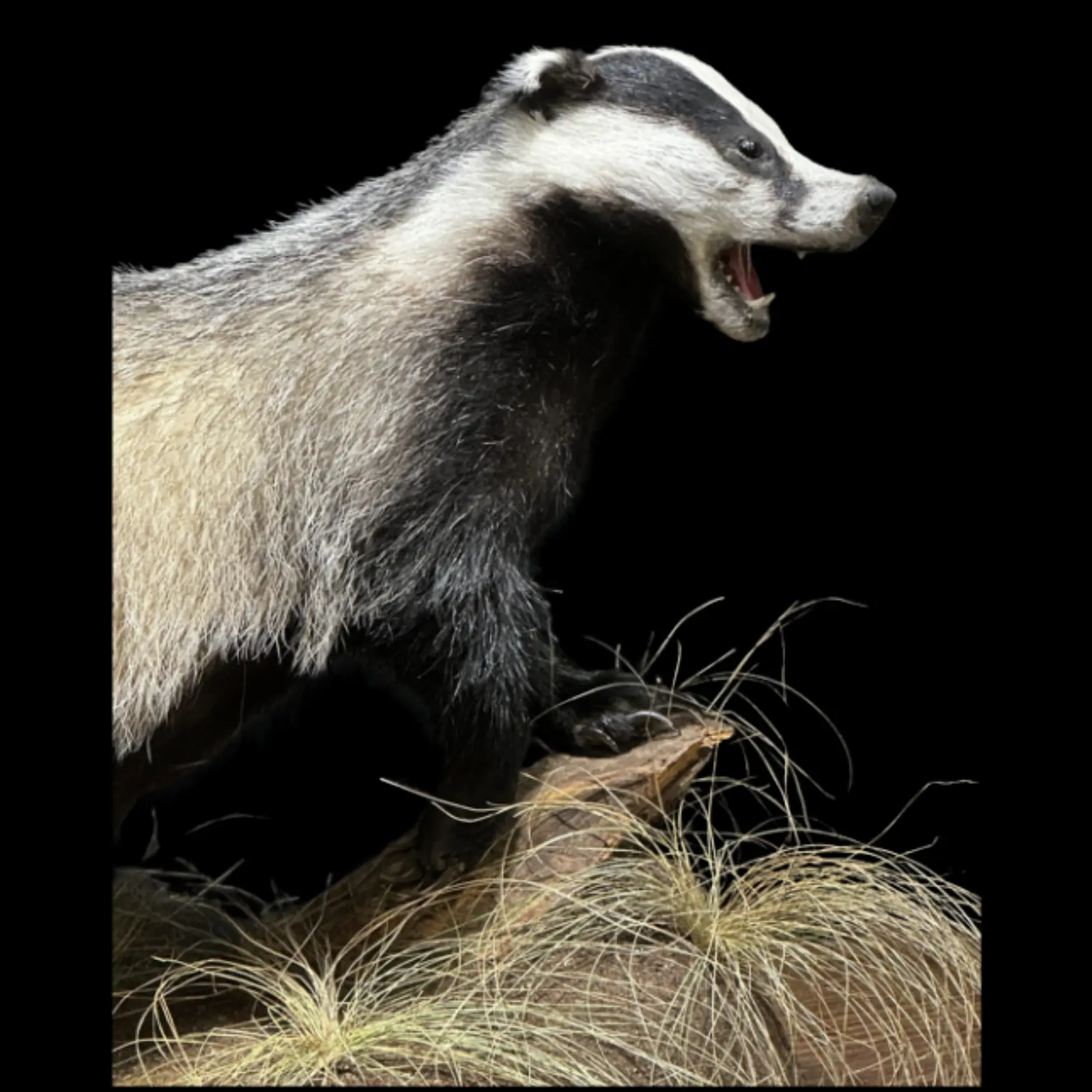 Mounted Badger - preview photo 2123