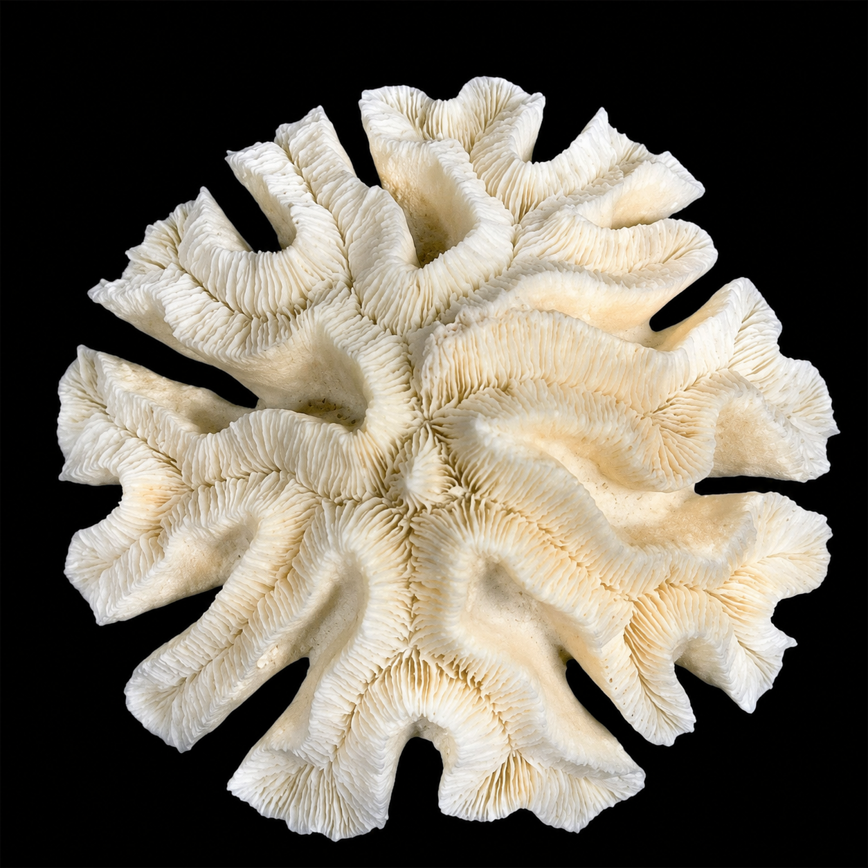 Coral Flower