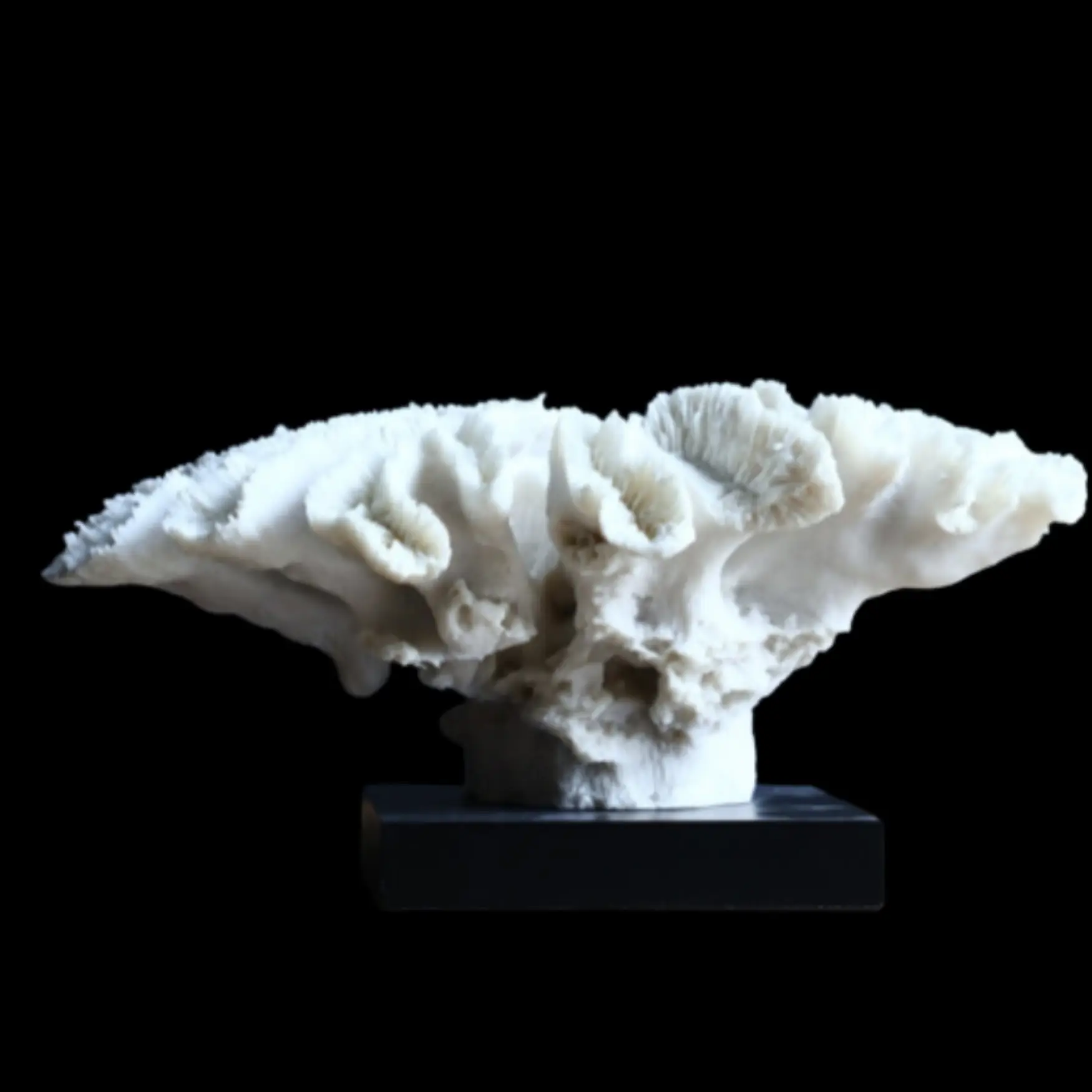 Coral Flower - preview photo 2123