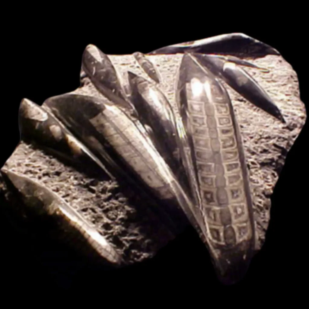 Fossil Orthoceras