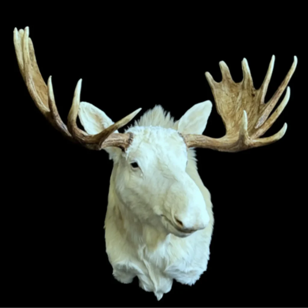 Mounted White Moose