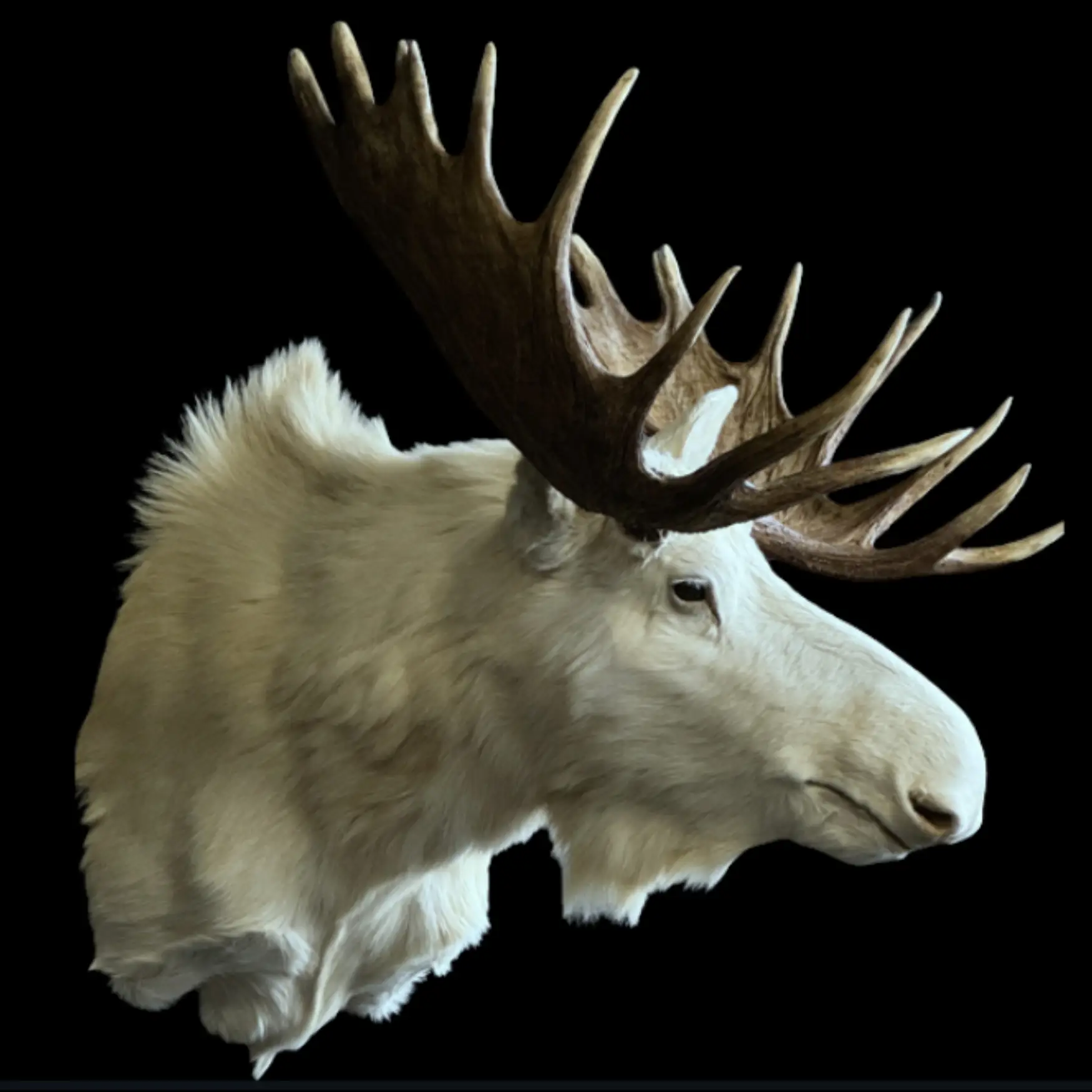 Mounted White Moose - preview photo 2123