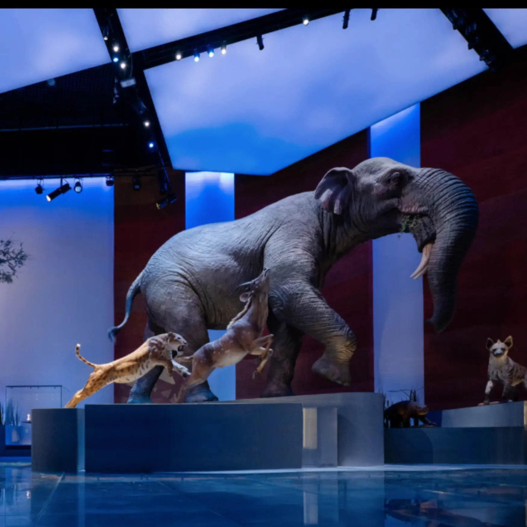 NHMAD’s Role in Preserving Arabian Peninsula Heritage: Showcasing a Unique Natural Legacy