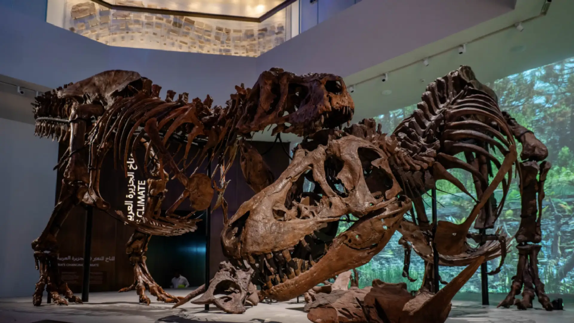 Lost in Abu Dhabi: The “Stan” T. Rex Skeleton and the Wonders of NHMAD - photo 4