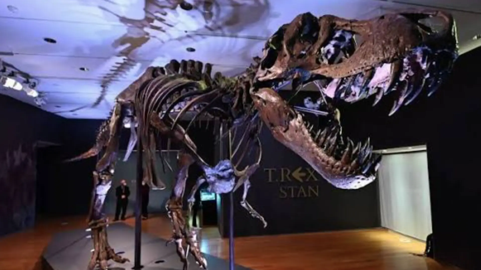 Lost in Abu Dhabi: The “Stan” T. Rex Skeleton and the Wonders of NHMAD - photo 2