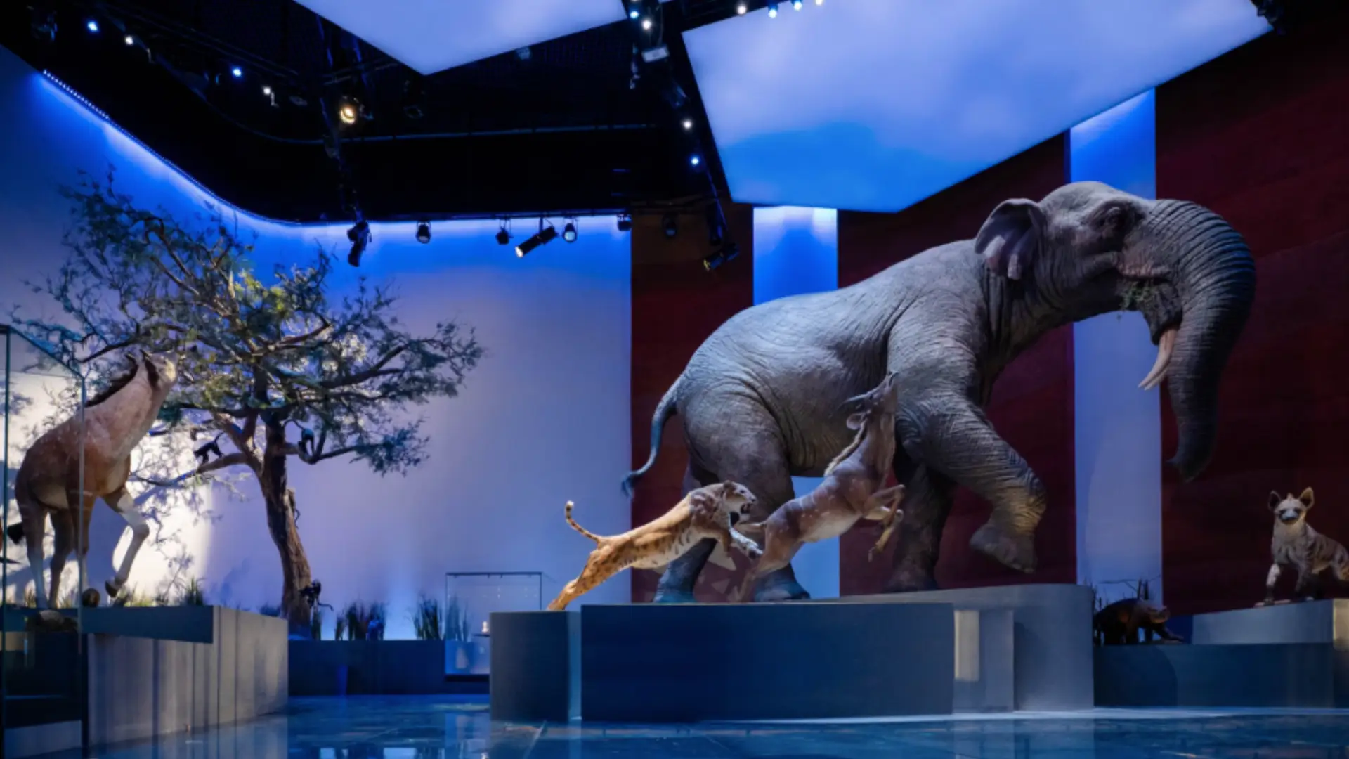 NHMAD’s Role in Preserving Arabian Peninsula Heritage: Showcasing a Unique Natural Legacy - photo 1