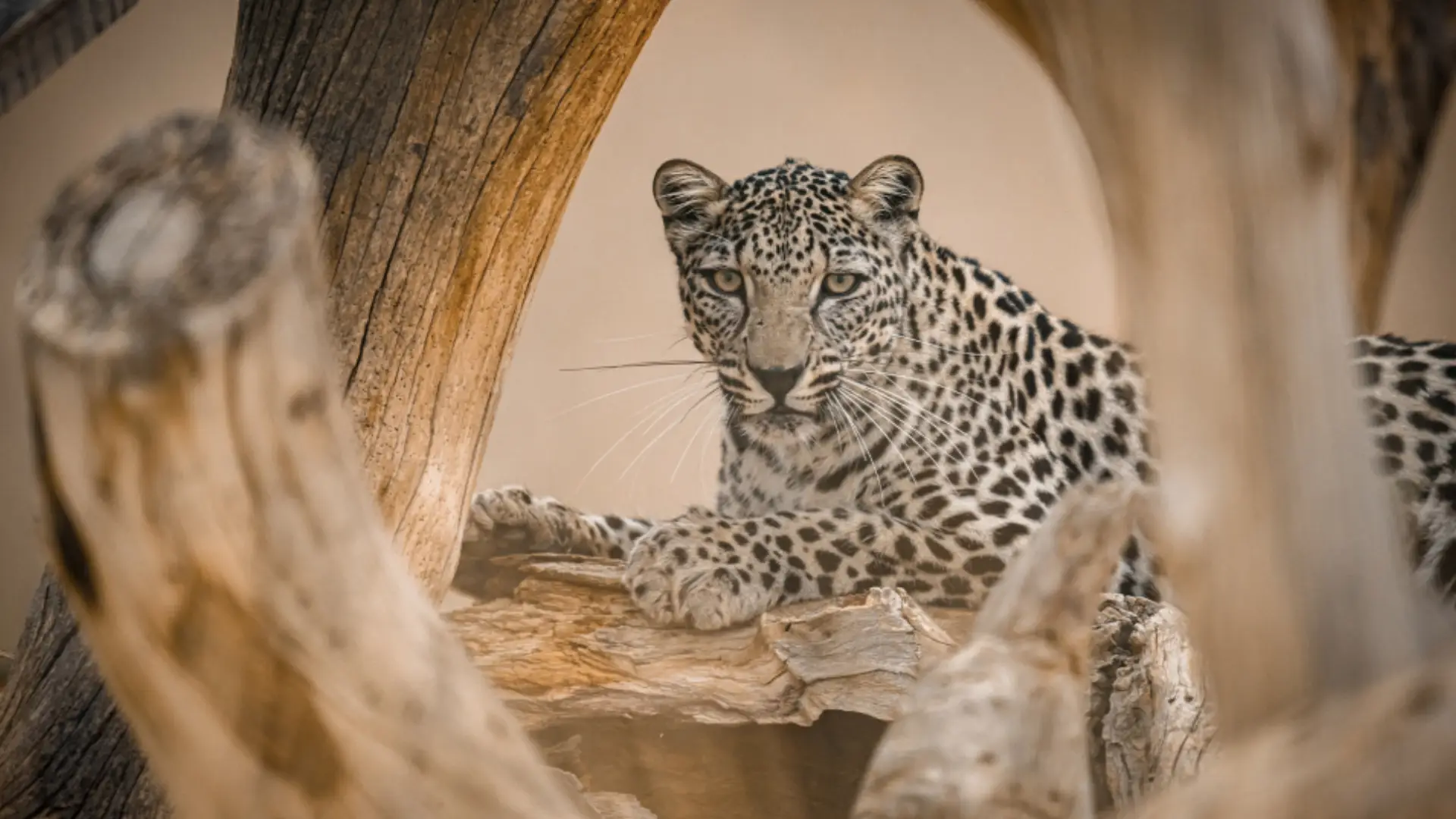 NHMAD’s Role in Preserving Arabian Peninsula Heritage: Showcasing a Unique Natural Legacy - photo 4