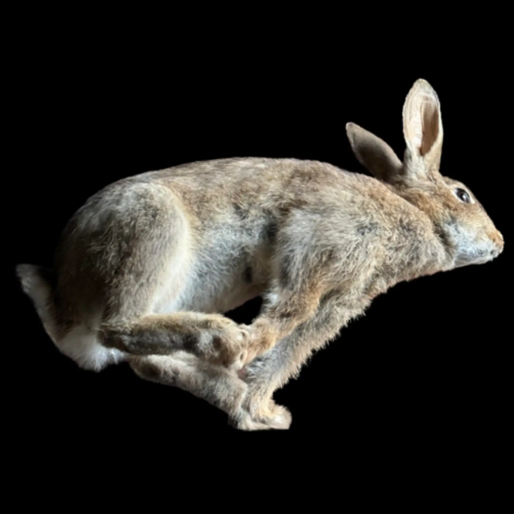 Rabbit full-mount - preview photo 2123