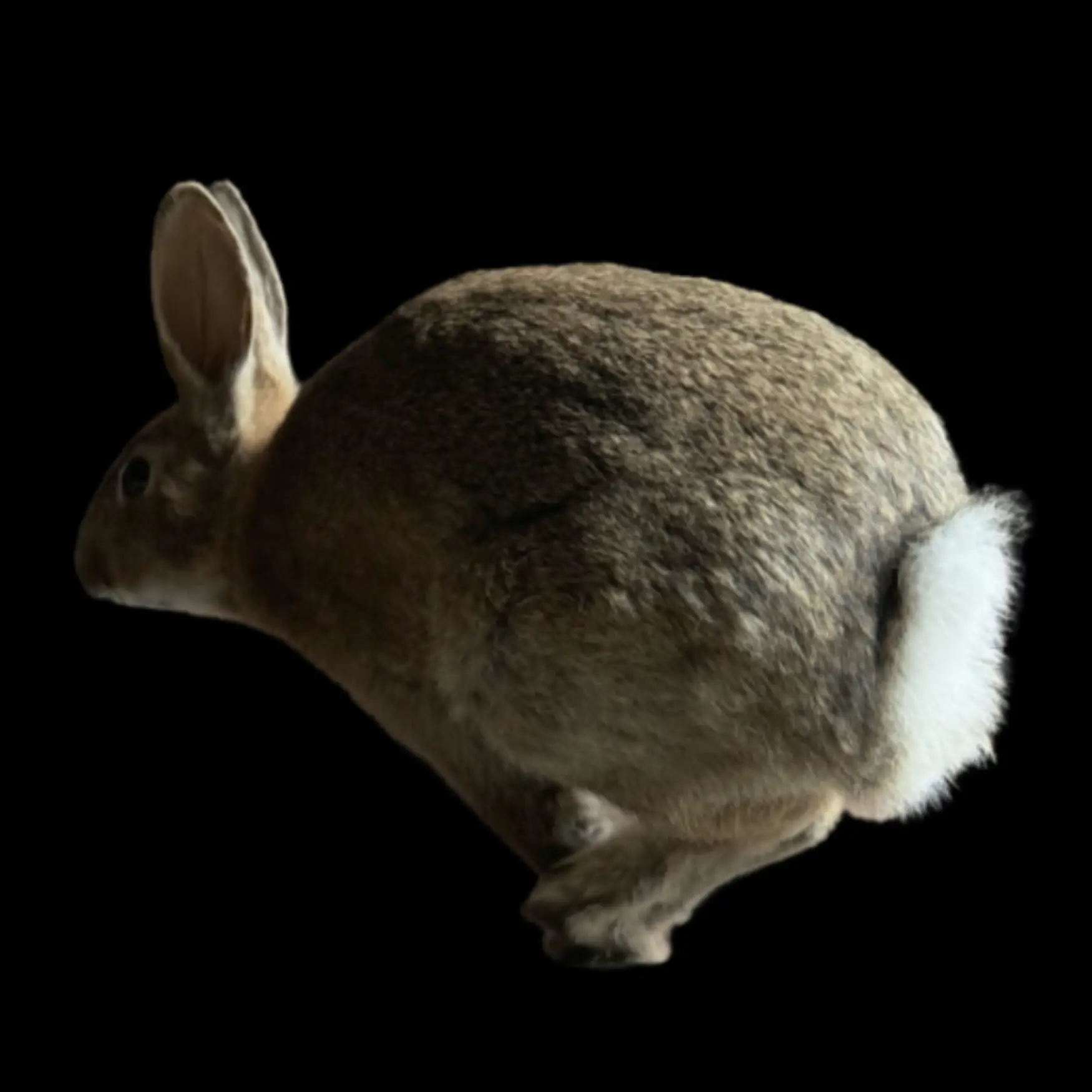 Rabbit full-mount - preview photo 3123