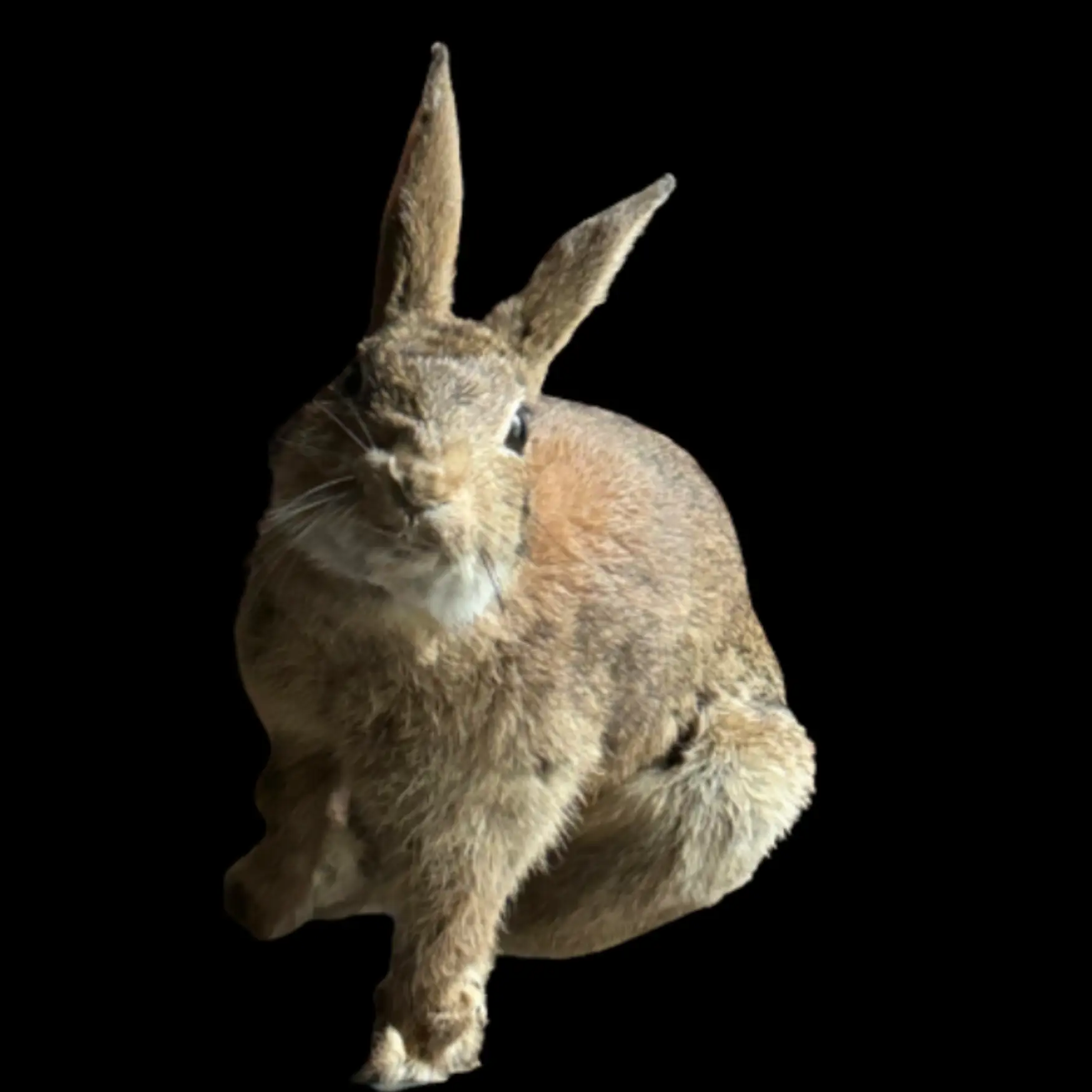 Rabbit full-mount - preview photo 1123