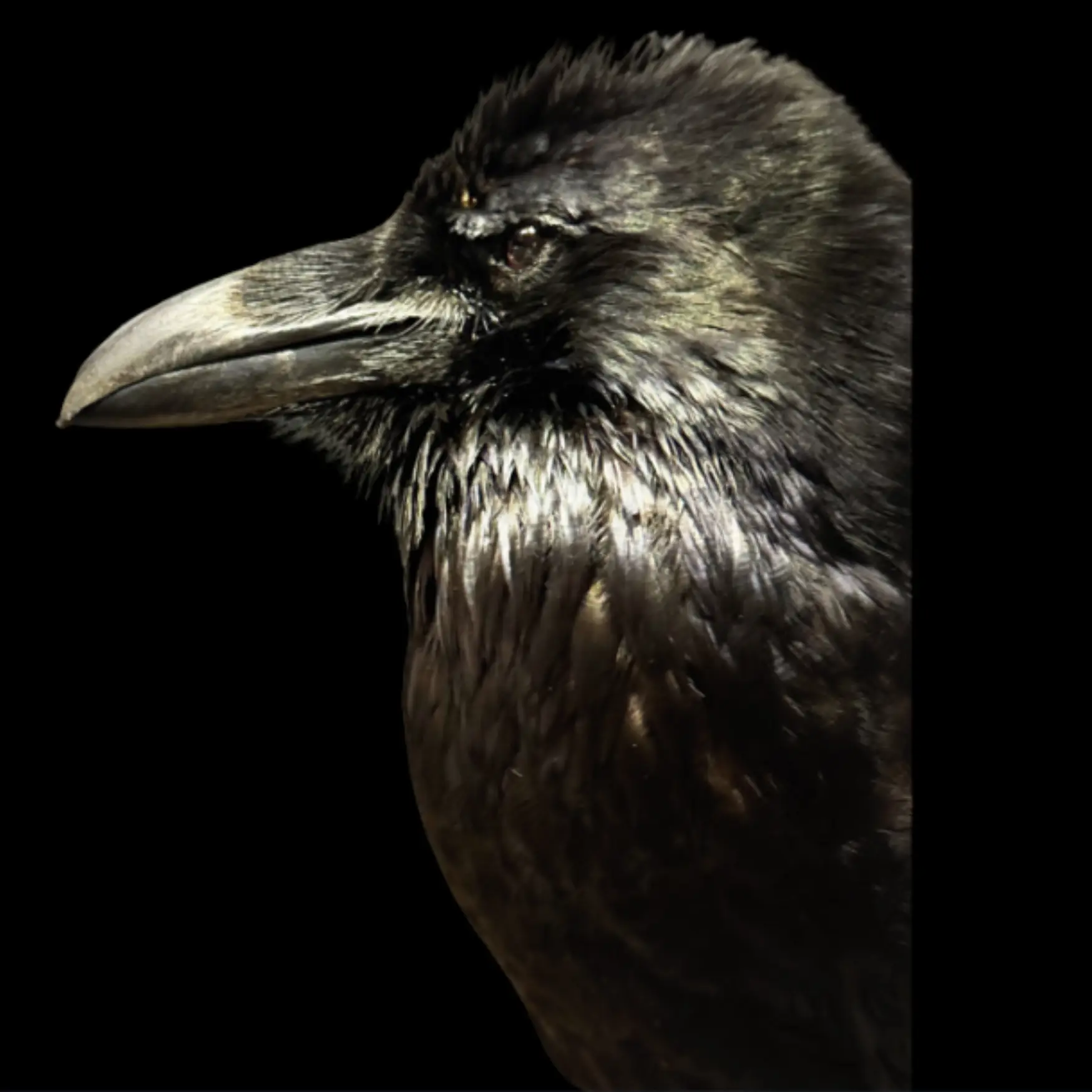 Raven Full mount - preview photo 2123