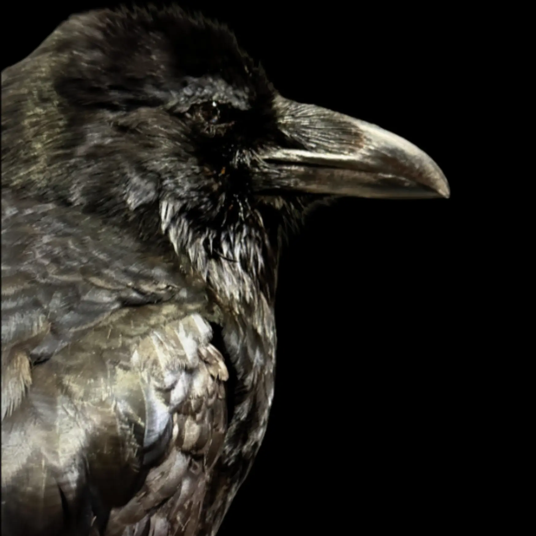 Raven Full mount - preview photo 1123