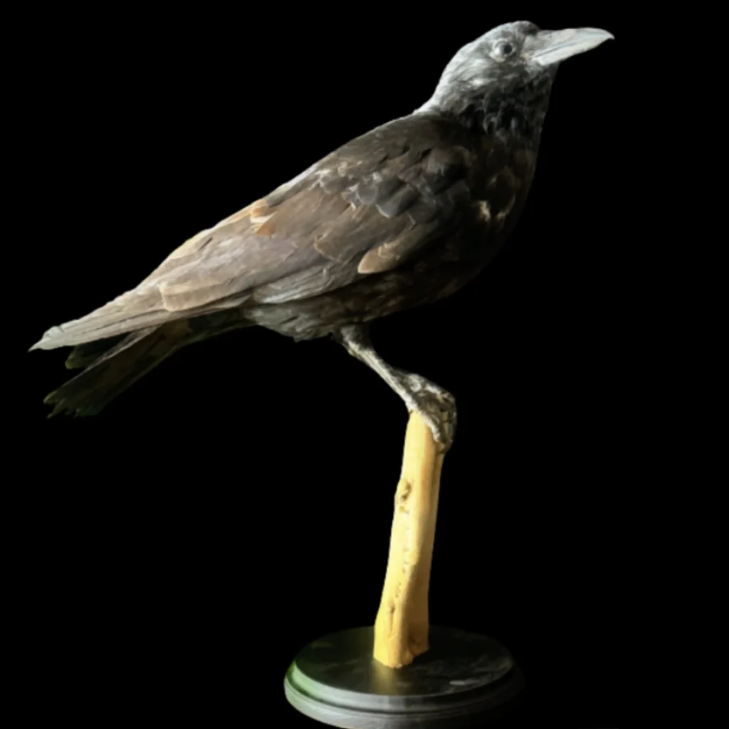 Mounted Crow